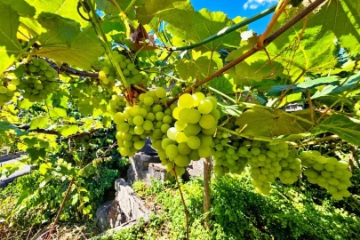 Moradia T2 para Venda em São Vicente