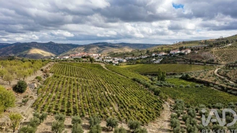 Quinta para Venda em Cedovim