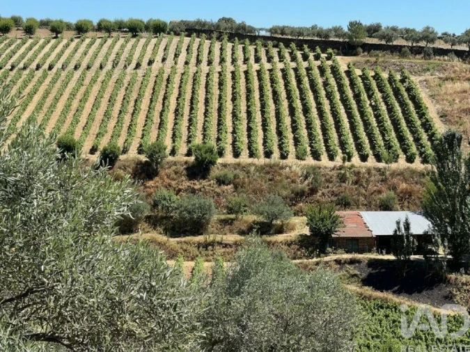 Quinta para Venda em Cedovim Foto 21