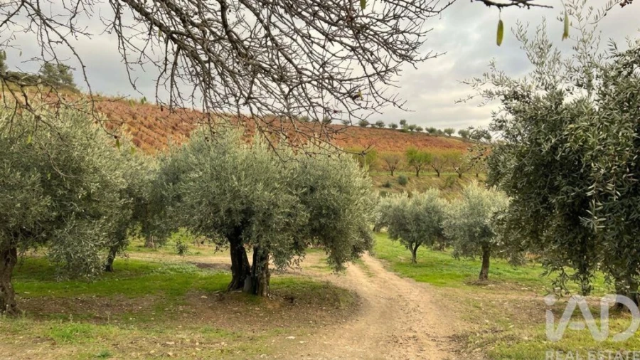 Quinta para Venda em Cedovim Foto 11