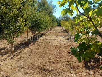 Terreno para Venda em Santo Isidoro