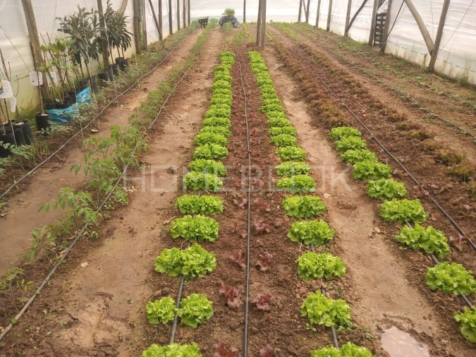 Terreno para Venda em Santo Isidoro Foto 10