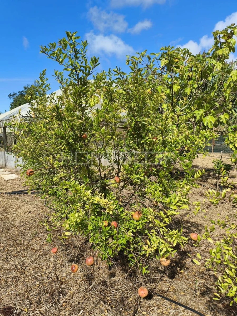 Terreno para Venda em Santo Isidoro Foto 23