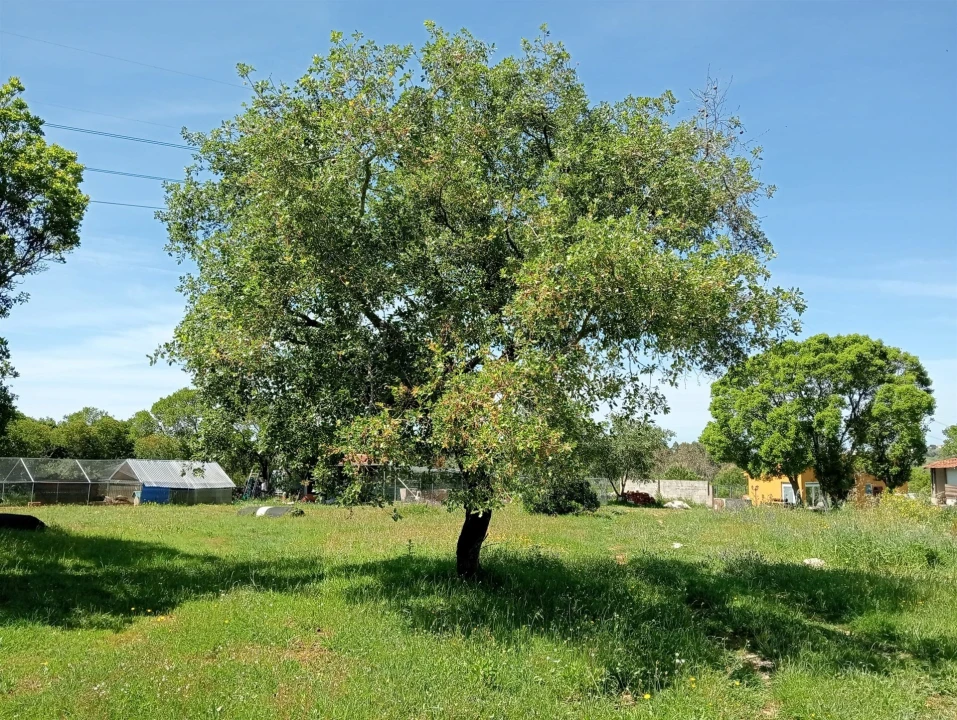 Quinta T1 para Venda em Aljubarrota Foto 13