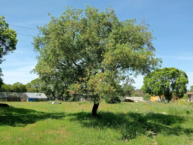 Quinta T1 para Venda em Aljubarrota Foto 13