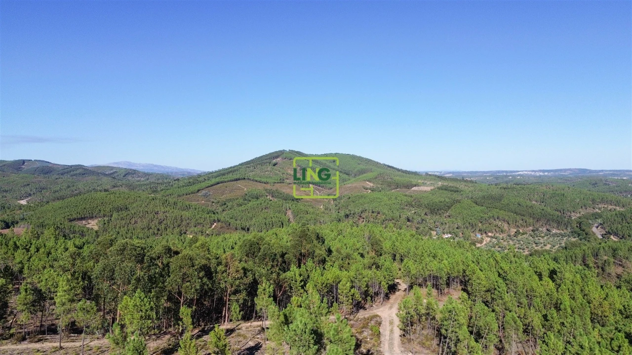 Terreno Agricola ou Rústico para Venda em Sarzedas Foto 15