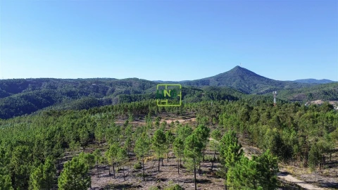 Terreno Agricola ou Rústico para Venda em Sarzedas