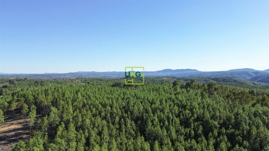 Terreno Agricola ou Rústico para Venda em Sarzedas Foto 8