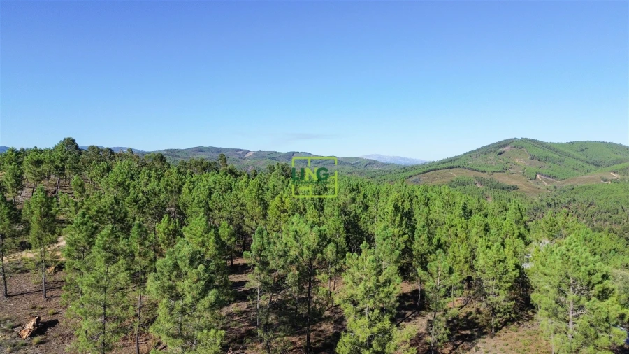 Terreno Agricola ou Rústico para Venda em Sarzedas Foto 3