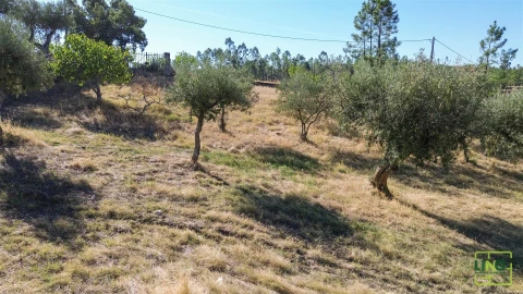 Quinta T0 para Venda em Sarzedas