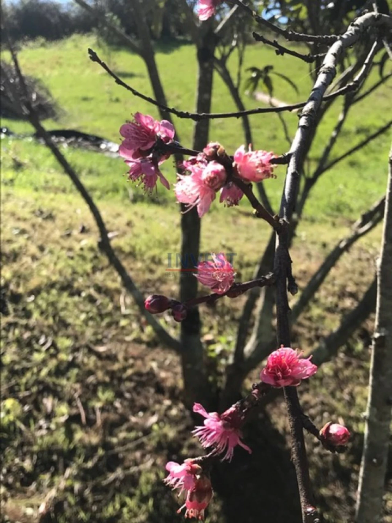 Quinta T2 para Venda em São Teotónio Foto 39