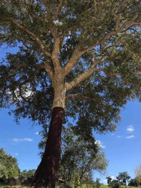 Quinta T2 para Venda em São Teotónio