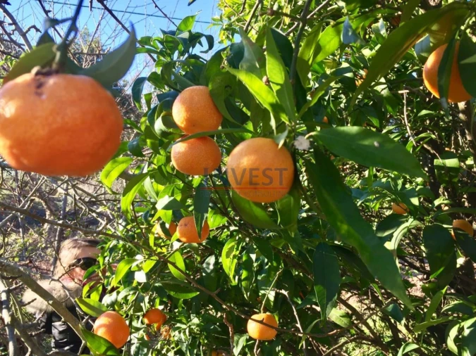 Quinta T2 para Venda em São Teotónio Foto 33