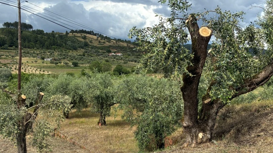 Terreno para Venda em Alcaria