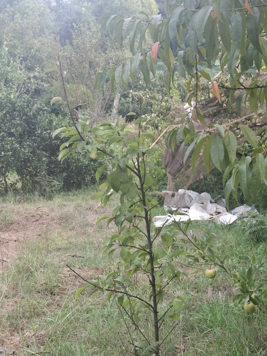 Moradia T3 para Venda em Avintes Foto 2