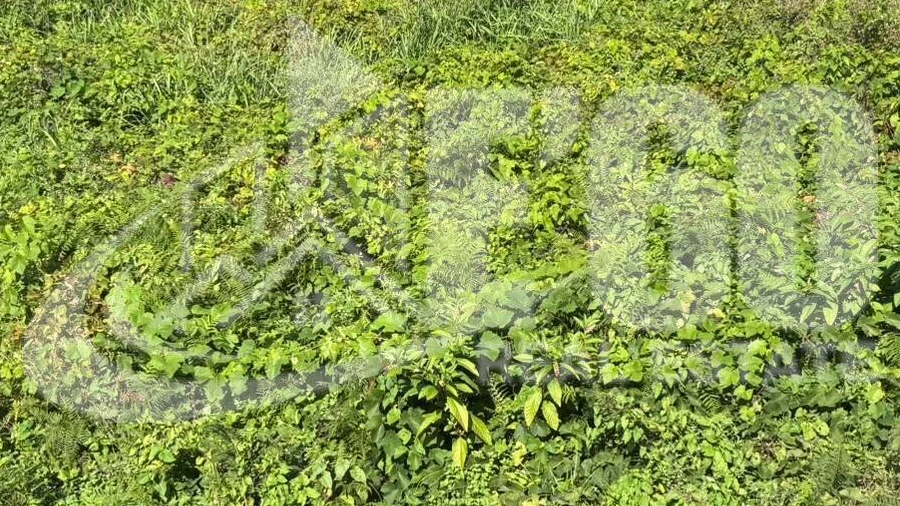 Terreno para Venda em Anta e Guetim