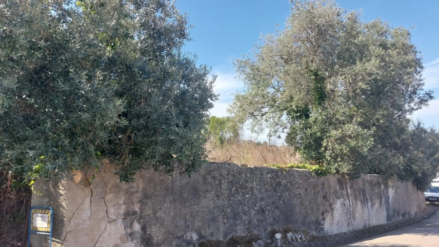 Terreno para Venda em Monte Real e Carvide Foto 3