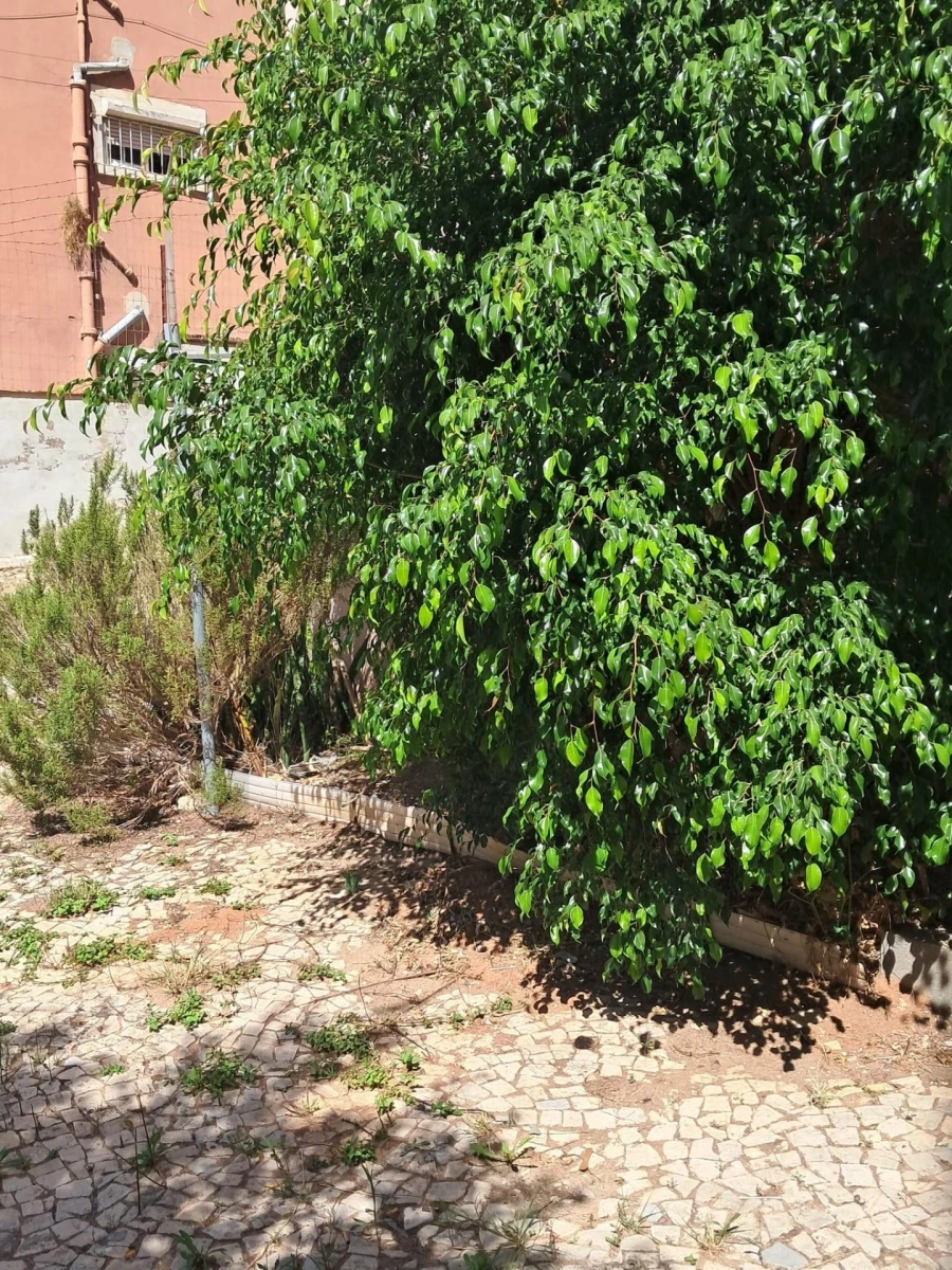 Apartamento para Venda em Águas Livres Foto 18