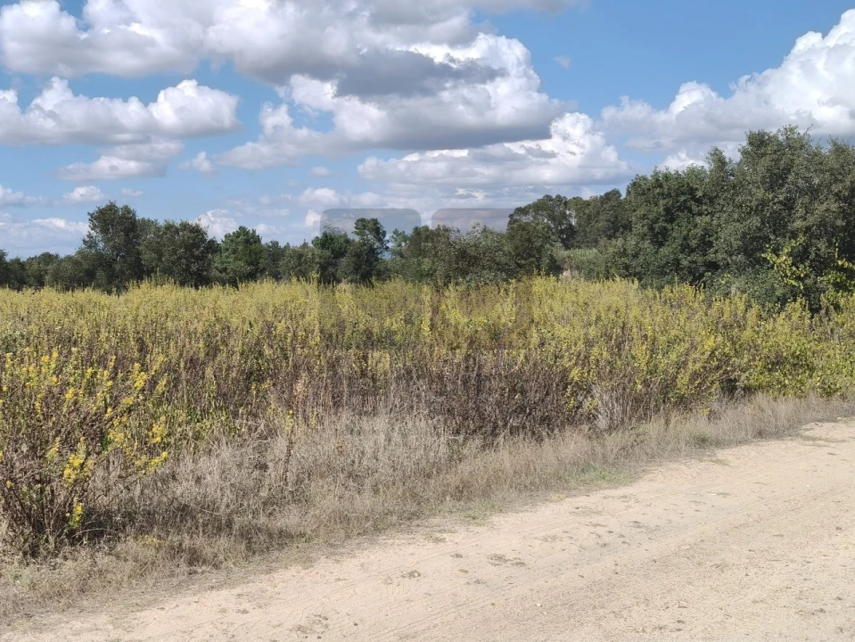 Terreno para Venda em Alpiarça Foto 3