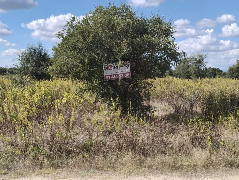 Terreno para Venda em Alpiarça Foto 5