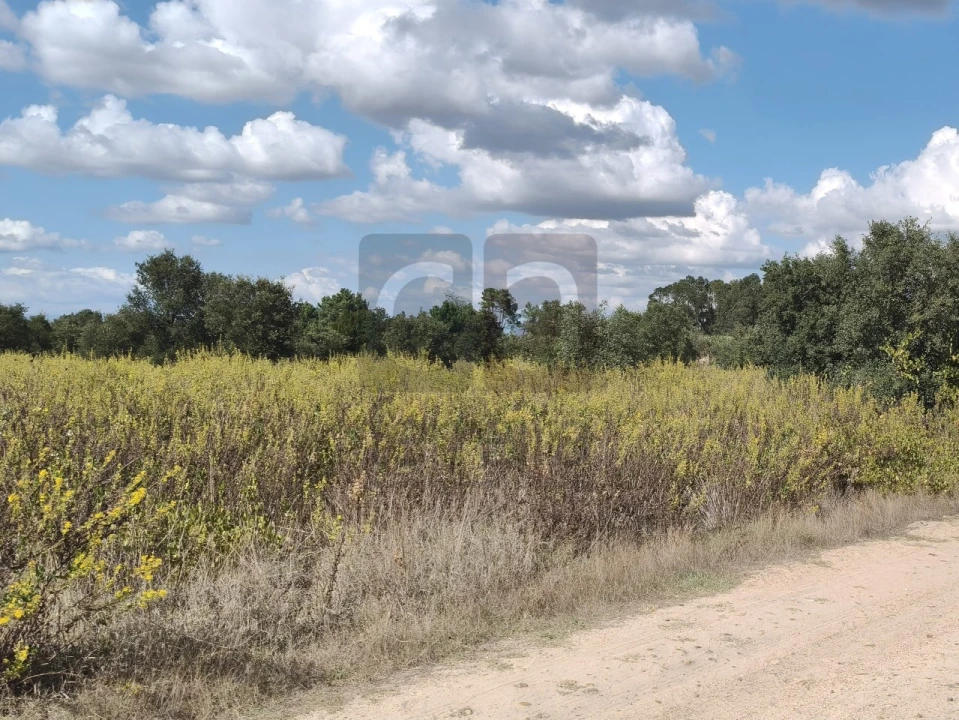 Terreno para Venda em Alpiarça Foto 6