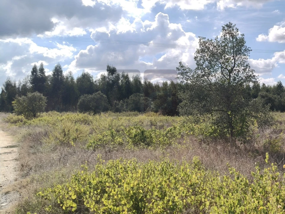Terreno para Venda em Alpiarça Foto 8
