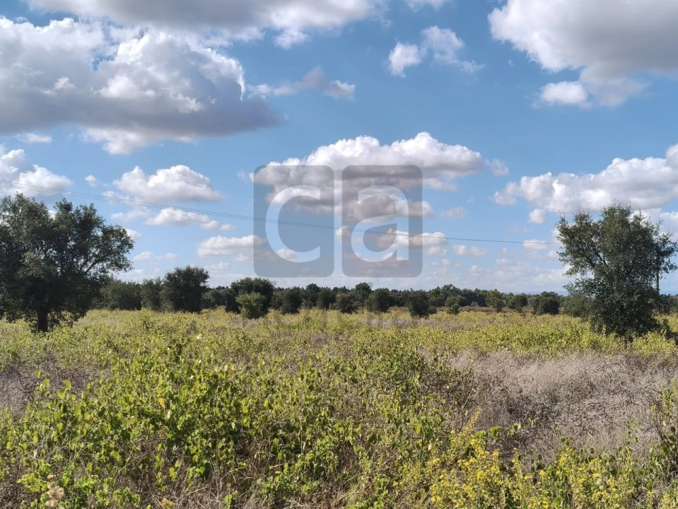 Terreno para Venda em Alpiarça Foto 10