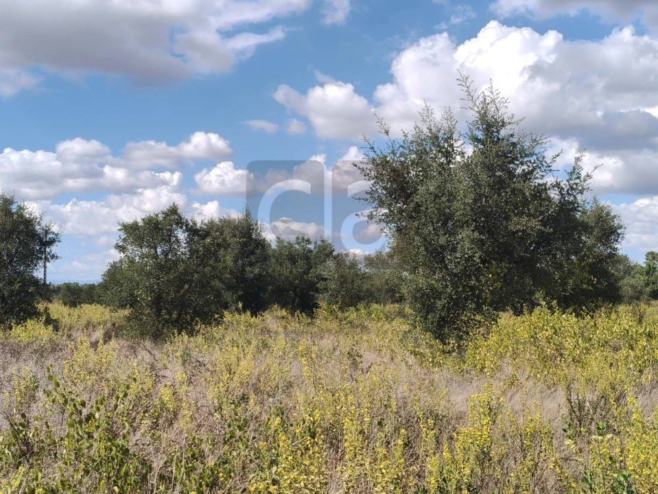 Terreno para Venda em Alpiarça Foto 11