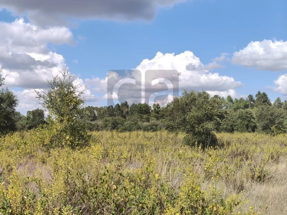 Terreno para Venda em Alpiarça Foto 12
