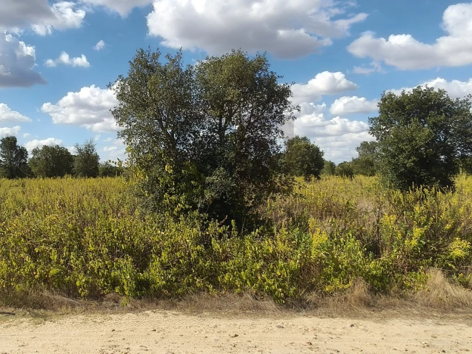 Terreno para Venda em Alpiarça Foto 23