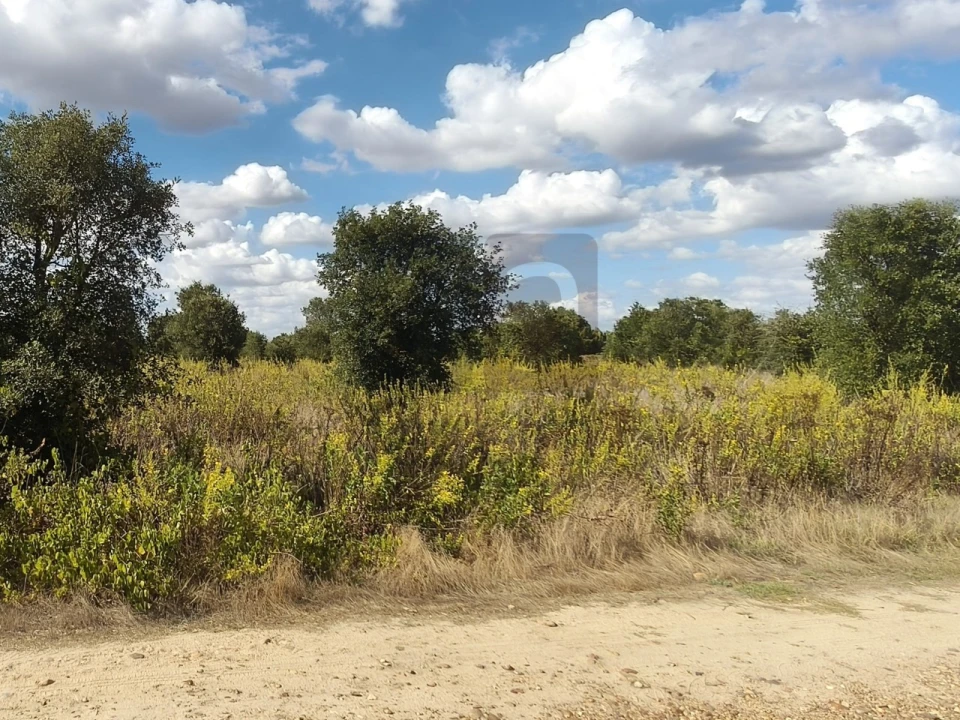 Terreno para Venda em Alpiarça Foto 24