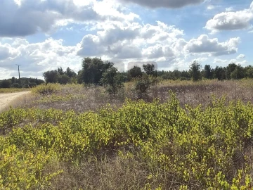 Terreno para Venda em Alpiarça