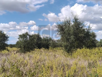 Terreno para Venda em Alpiarça