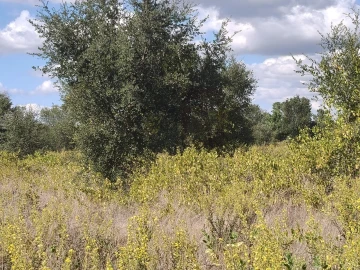 Terreno para Venda em Alpiarça