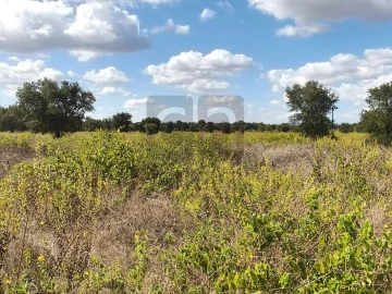 Terreno para Venda em Alpiarça