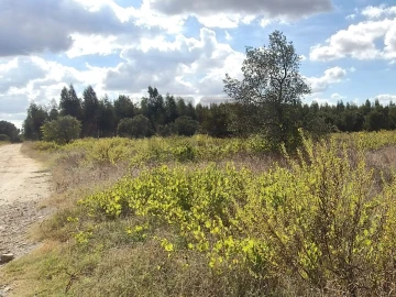 Terreno para Venda em Alpiarça
