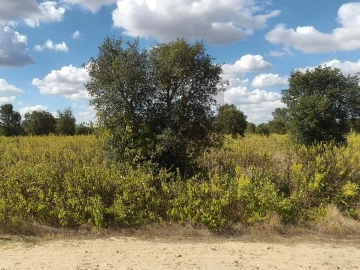Terreno para Venda em Alpiarça