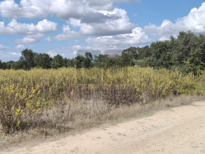 Terreno para Venda em Alpiarça Foto 3