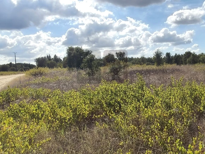 Terreno para Venda em Alpiarça Foto 4