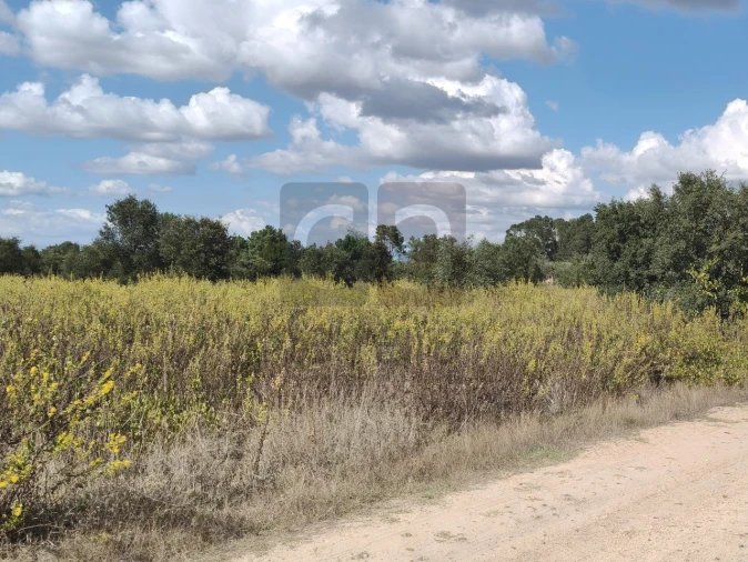 Terreno para Venda em Alpiarça Foto 6