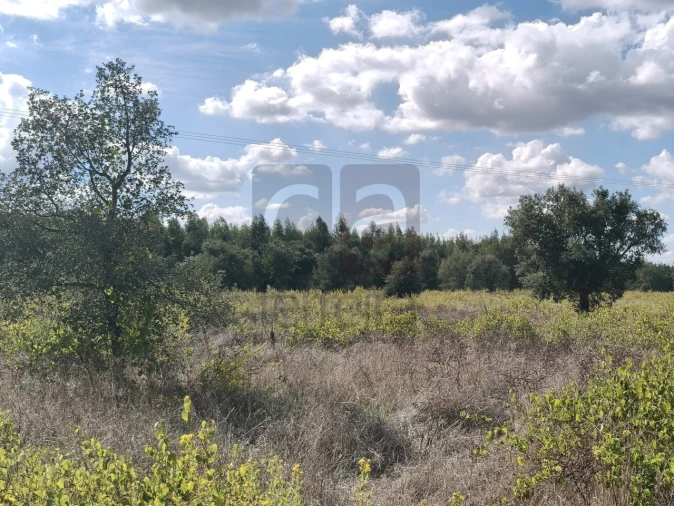 Terreno para Venda em Alpiarça Foto 9
