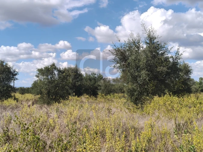 Terreno para Venda em Alpiarça Foto 11