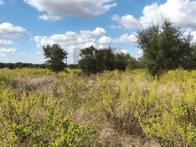Terreno para Venda em Alpiarça Foto 17