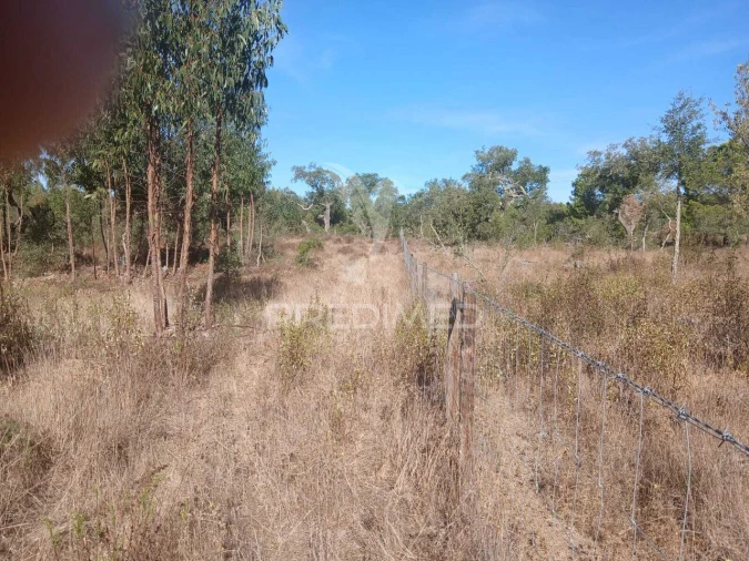 Terreno para Venda em Abela Foto 3