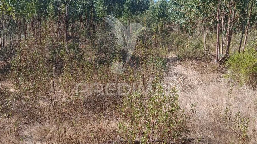 Terreno para Venda em Abela