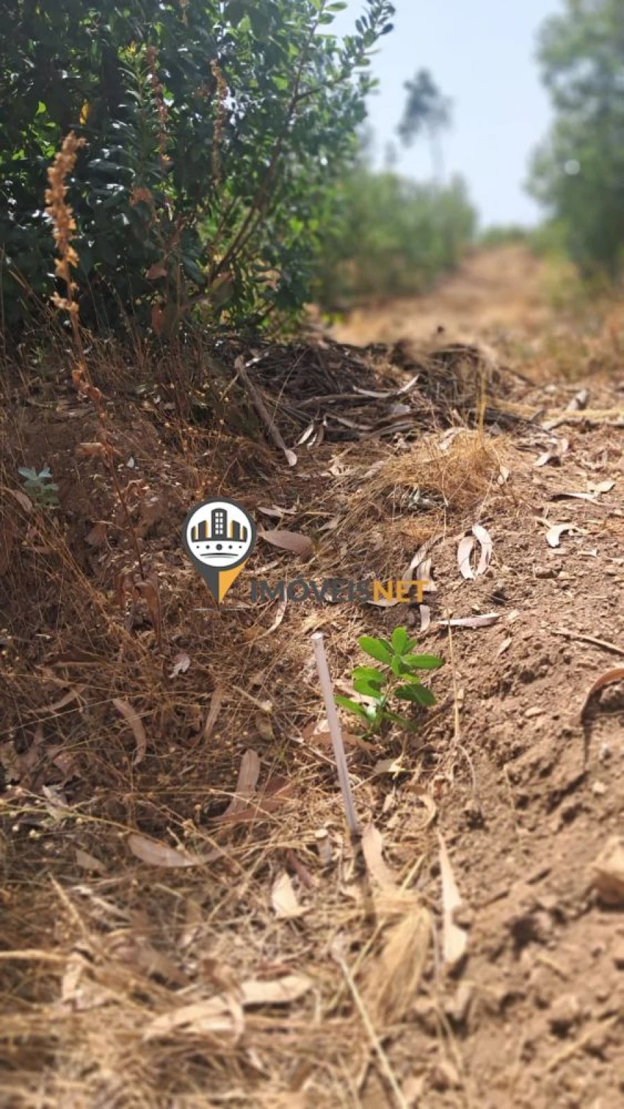 Terreno para Venda em Orvalho Foto 4