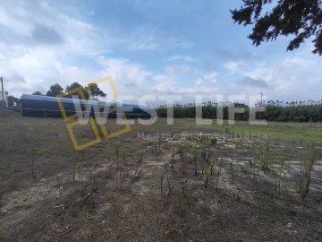 Terreno para Venda em Silveira