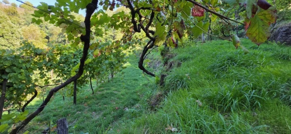 Terreno para Venda em Louredo