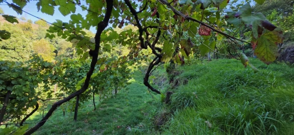 Terreno para Venda em Louredo