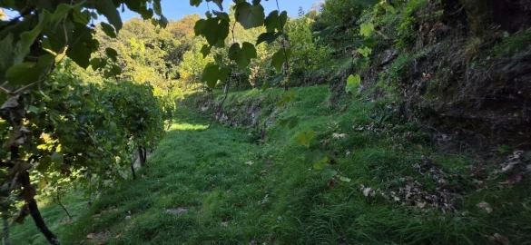 Terreno para Venda em Louredo